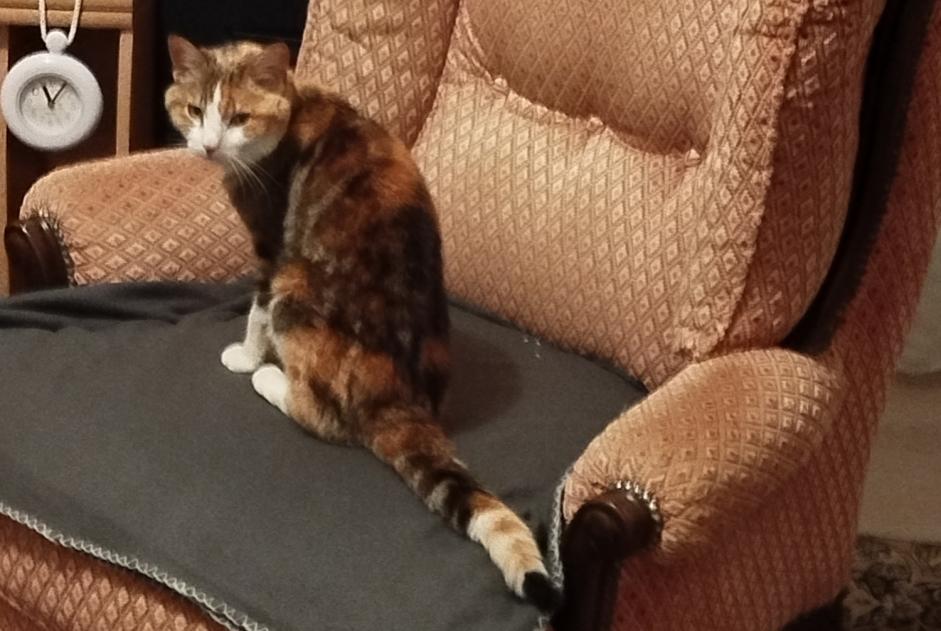 Vermisstmeldung Katze rassenmischung Weiblich , 10 jahre Moulins Frankreich Vermisstmeldung Katze rassenmischung Weiblich , 10 jahre Moulins Frankreich