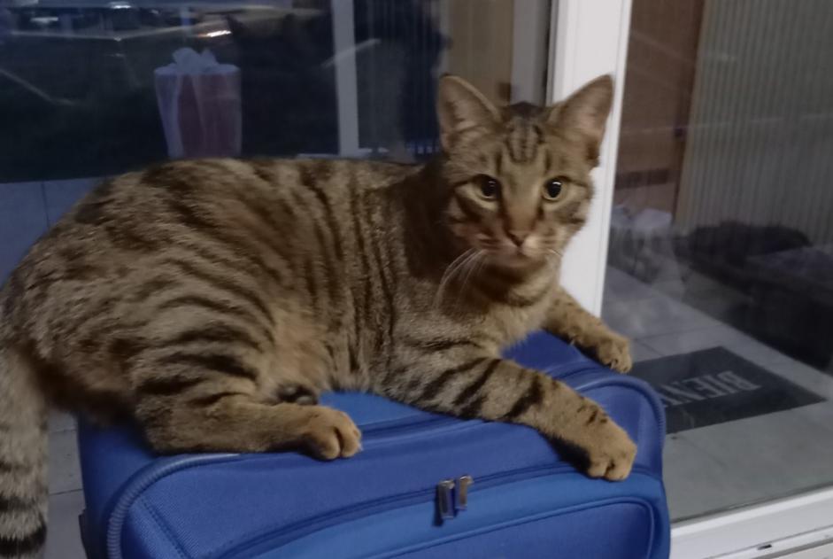 Vermisstmeldung Katze  Männliche , 3 jahre Lignerolles Frankreich