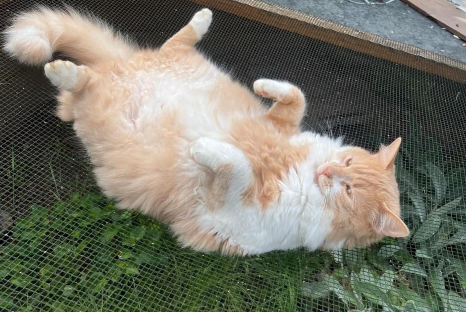 Disappearance alert Cat Male , 3 years La Chapelle-aux-Chasses France Disappearance alert Cat Male , 3 years La Chapelle-aux-Chasses France