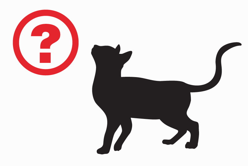 Alerta de Desaparición Gato Macho , 20 años Bellerive-sur-Allier Francia Alerta de Desaparición Gato Macho , 20 años Bellerive-sur-Allier Francia