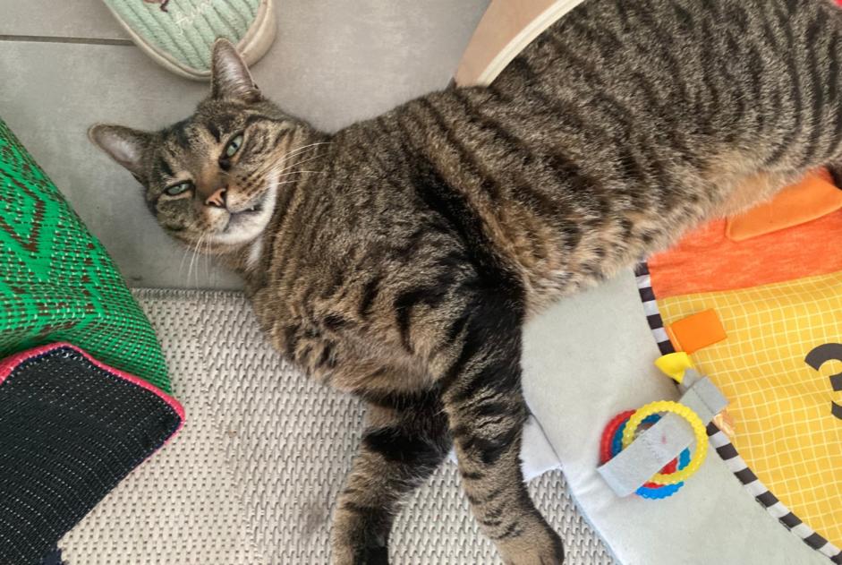 Alerta de Desaparición Gato Macho , 6 años Durdat-Larequille Francia