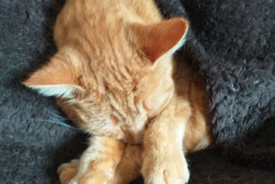 Alerte Disparition Chat Mâle , 5 ans Dompierre-sur-Besbre France Alerte Disparition Chat Mâle , 5 ans Dompierre-sur-Besbre France