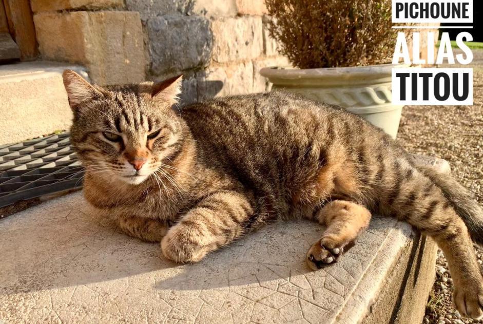 Alerte Disparition Chat Mâle , 11 ans Le Bouchaud France Alerte Disparition Chat Mâle , 11 ans Le Bouchaud France