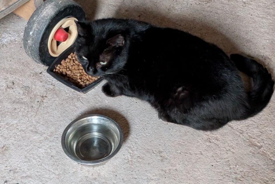 Alerte Découverte Chat Inconnu Souvigny France