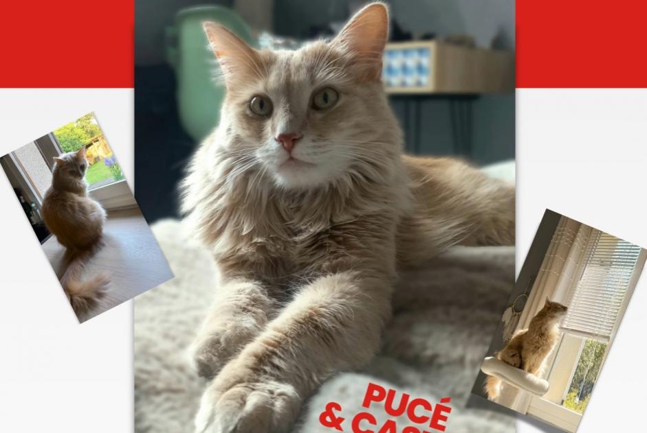 Avviso scomparsa Gatto incrocio di razze  Maschio , 57 anni Lignerolles Francia